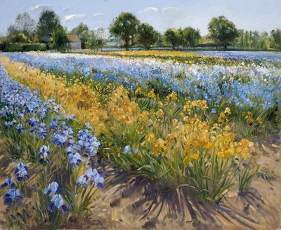 Iris à Burgate, 1996 - Timothy Easton